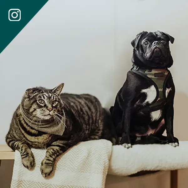 instagram post image