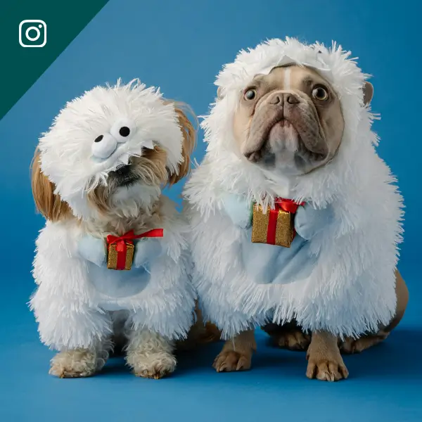 instagram post image